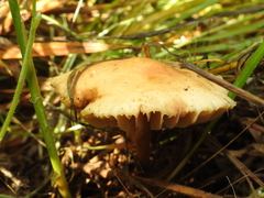 Marasmius oreades