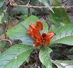 Chrysothemis pulchella