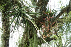Tillandsia elongata