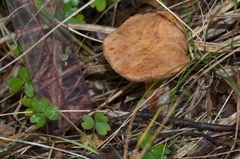 Chalciporus