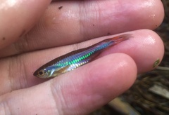 Rasbora einthovenii