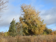 Populus nigra
