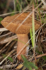 Chalciporus