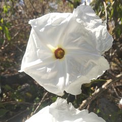 Ipomoea pauciflora