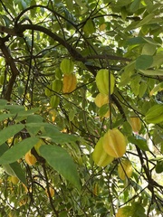 Averrhoa carambola