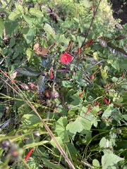 Ipomoea hederifolia