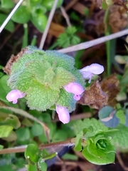 Lamium coutinhoi