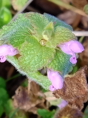 Lamium coutinhoi