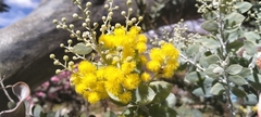 Acacia