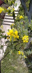 Acacia