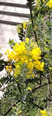 Acacia
