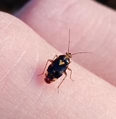 Liocoris tripustulatus