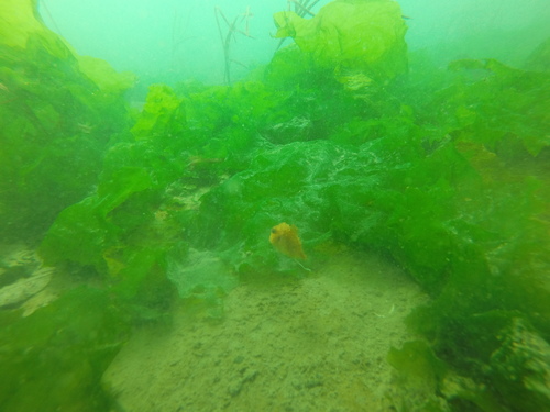 Eumicrotremus orbis
