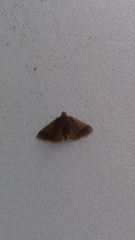 Lepidoptera