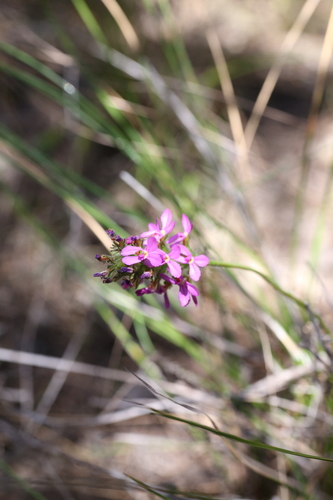 Image of Stylidium hirsutum by (c) Hugo Innes, some rights reserved (CC BY)