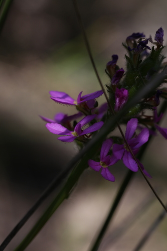 Image of Stylidium hirsutum by (c) Hugo Innes, some rights reserved (CC BY)
