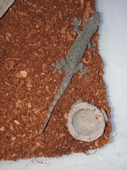 Hemidactylus frenatus