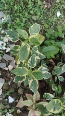 Euphorbia tithymaloides