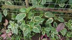 Euphorbia tithymaloides