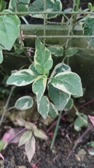 Euphorbia tithymaloides