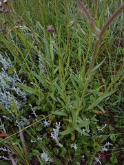Senecio polyodon polyodon