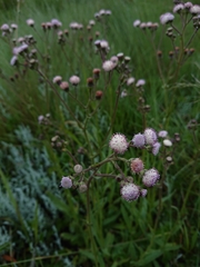 Senecio polyodon polyodon