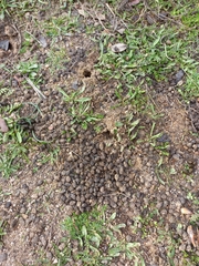 Oryctolagus cuniculus