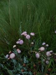 Senecio polyodon polyodon