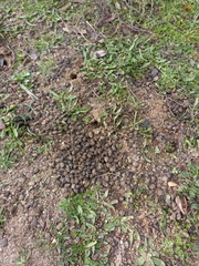 Oryctolagus cuniculus