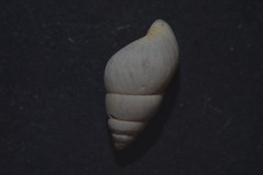 Peringia ulvae