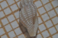 Cyrillia linearis