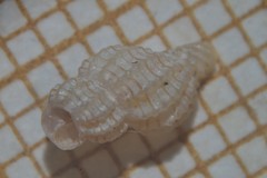Cyrillia linearis