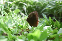 Elymnias hypermnestra