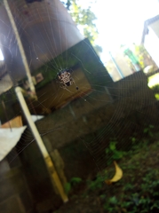 Micrathena saccata