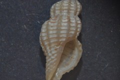 Cyrillia linearis