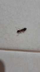 Camponotus