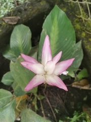 Goeppertia loeseneri