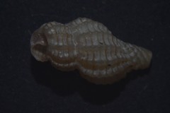 Cyrillia linearis