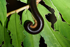 Sechelleptus seychellarum