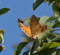 Charaxes marmax