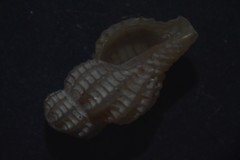 Cyrillia linearis