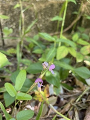 Desmodium