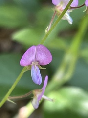 Desmodium