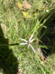 Rhynchospora nervosa