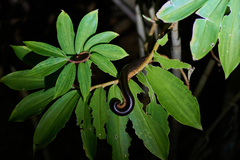 Sechelleptus seychellarum