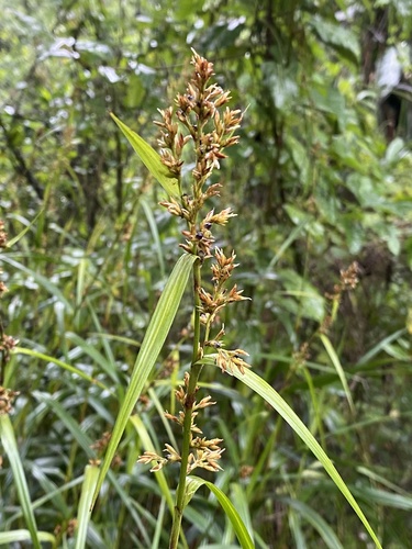 Scleria angusta