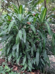 Dracaena fragrans
