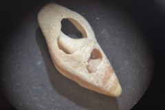 Haedropleura septangularis
