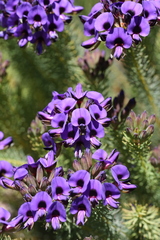 Gompholobium confertum