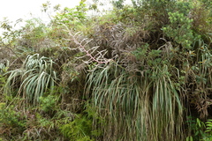 Puya floccosa